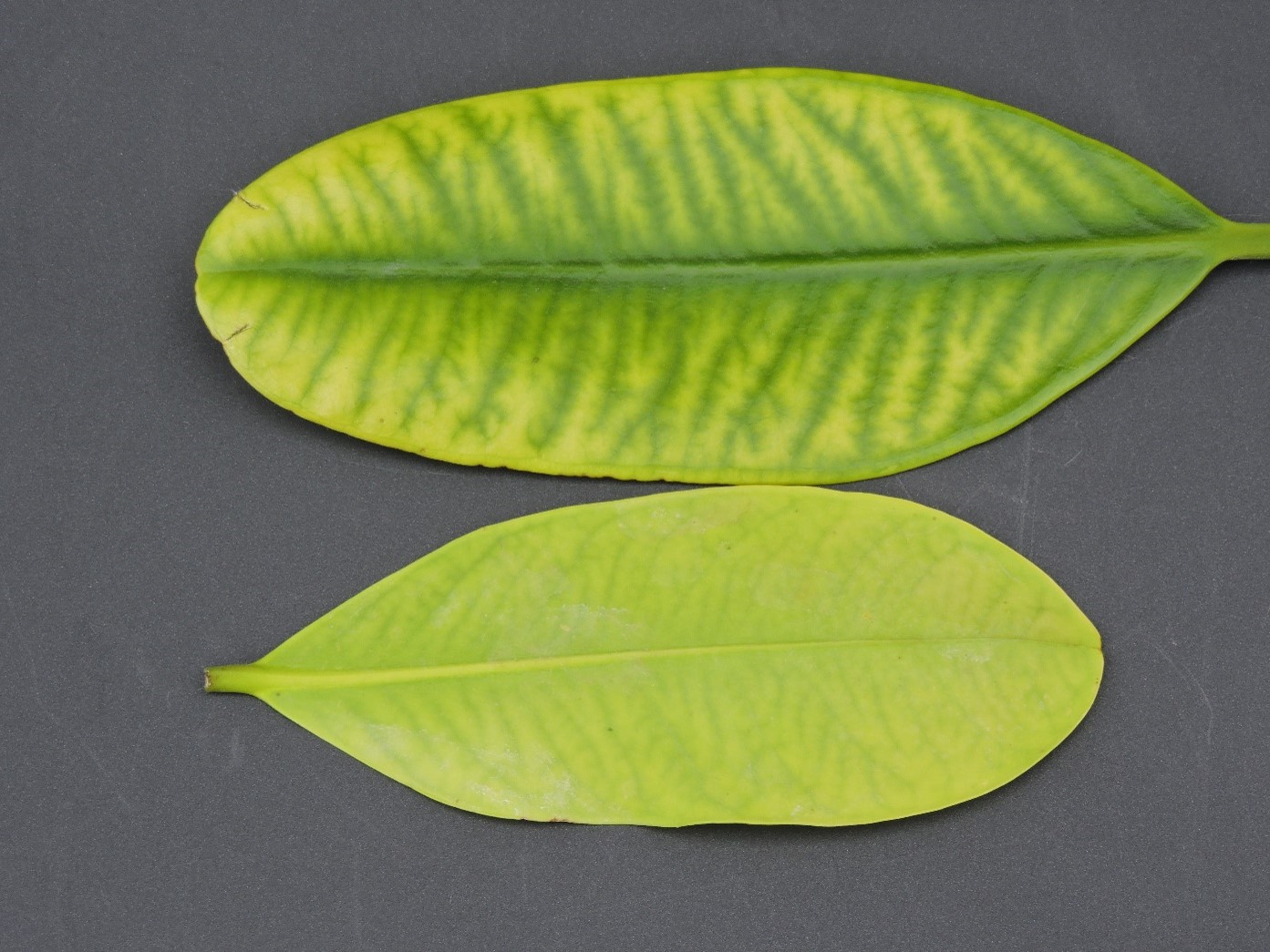 Understanding the Role of Manganese in Plant Health